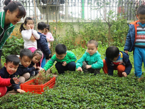 Bạn nào cũng chăm chú dõi theo những lá rau được thu hoạch.